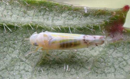 Ribautiana tenerrima